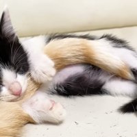 アップのロアちゃん