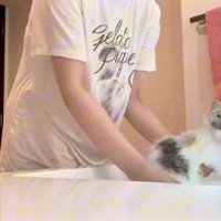 洗面台で洗われているマンチカンの子猫
