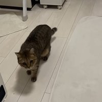 ヒーターとマッサージ機の間を歩く猫