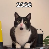 お座りするハチワレの成猫