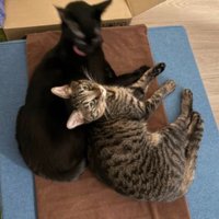 自動給餌器前の猫