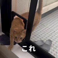 テラスから家に入る猫