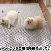 並んで休んでいる犬と猫