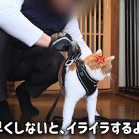 後ろを向く猫