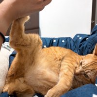 キックする猫