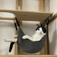 ハンモックに乗って肘をかける猫