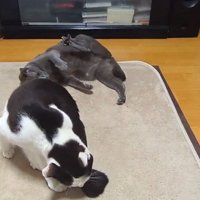 後ろにひっくり返るグレーの猫