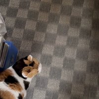 催促するミケちゃん：