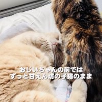 ミックス猫にくっついて寝るマンチカン