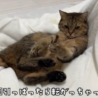 コタツ布団に転がるみにらくん