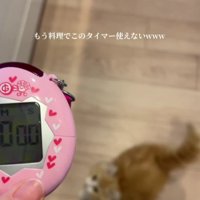 キッチンタイマーと子猫