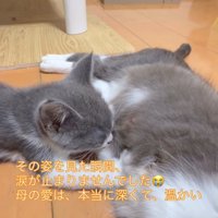 お乳を飲む子猫