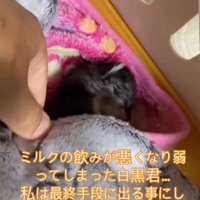 ぐったりしている子猫