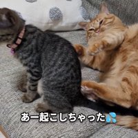 目が覚めた茶トラ猫