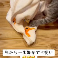 くわえる猫