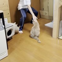 猫ちゃんの頭にタッチする息子さん