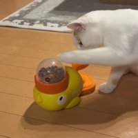 おもちゃで遊ぶ子猫