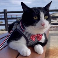 海の前でくつろぐハーネスをつけた猫