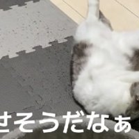 寝転がっている猫たち
