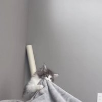 人に噛みついている子猫