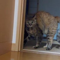 背中を丸めて奥の部屋へ移動する猫