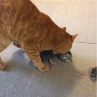 子猫の首元を噛んでいる大人の猫