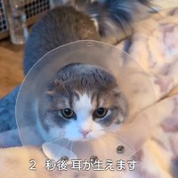 エリカラを着けた猫（2秒後耳が生えます）