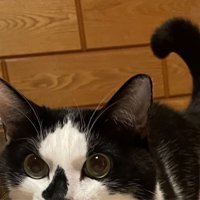 白黒猫の目元