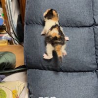 座椅子の背もたれを登る子猫