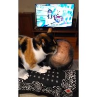 男性を舐める猫