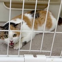 ケージ内で鳴く猫