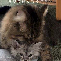 子猫を毛づくろいする猫