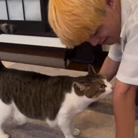 男性の腕の匂いを嗅ぐ猫