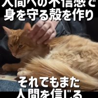 人になでられながら横になる茶々丸ちゃん