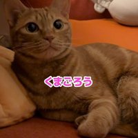 「くまごろう」と呼ばれた猫