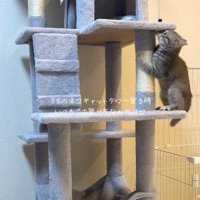 見上げる猫