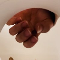 飼い主が容器におやつを入れるのを見るアメリカンショートヘア