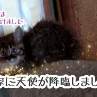 振り向く子猫