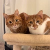 キャットタワーの上で香箱座りをしているカメラ目線の猫（アップ）