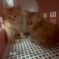 キャリーの中の2匹の子猫