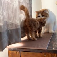 子猫の匂いを嗅いでいる猫