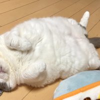 へそ天する猫