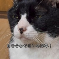 ご飯を盗み食いした猫さん