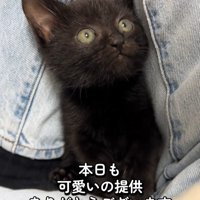 人の足の間に入る子猫