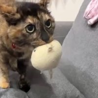 人形を咥えて上目遣い
