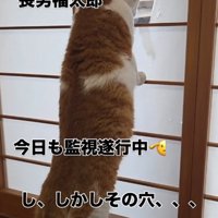 外を見る猫