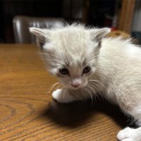 室内にいる猫