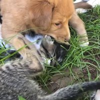 子犬に遊ばれる子猫