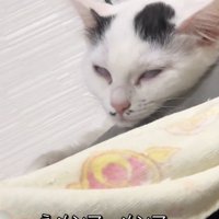 白目になって寝始める白黒の猫