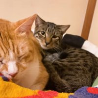 寄り添っている二匹の猫